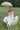 Deep V-Neck Backless Pure Desire White Slim Fit Maxi Dress Secondary image